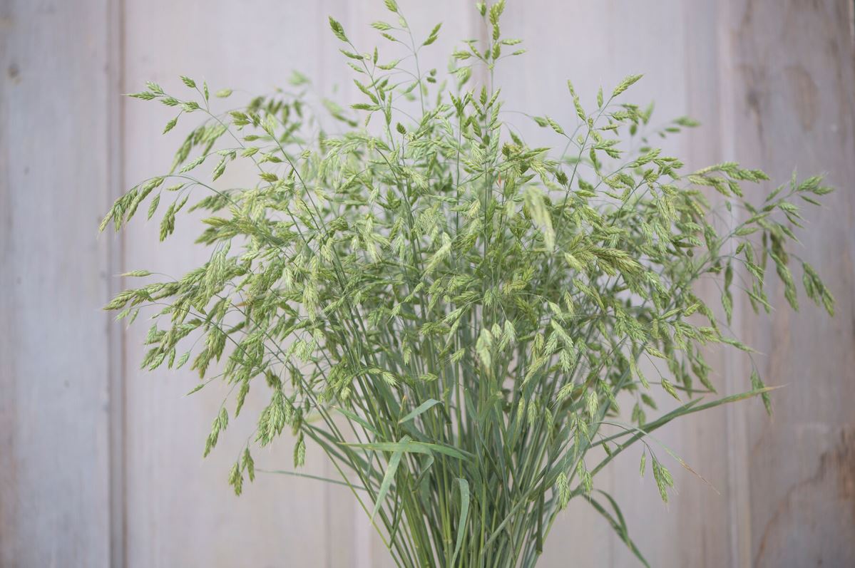 Bromus Grass – Ornamental Grass Seed